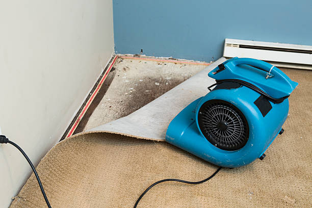 Best Basement water damage restoration  in Dana, NC